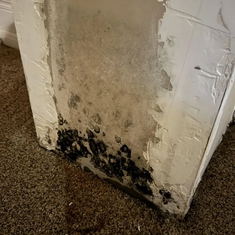 Professional Mold Removal in Calhoun County, FL